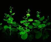 Director and editor: Katerina ShcherbakovanMusic: Andriesh Gandraburnnhttps://www.theguardian.com/science/2020/apr/27/scientists-create-glowing-plants-using-mushroom-genesn(c) Light Bio project by Karen Sarkisyan