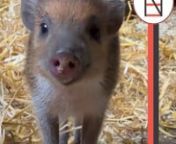 4 critically endangered Visayan warty piglets were born at The Royal Zoological Society of Scotland. This is a massive win for conservation, as fewer than 200 of these pigs are believed to be in the wild.
