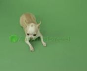 Green screen video of chihuahua dog laying on the ground facing forward looking up while licking its mouth then standing up. Green Screen Animal Shot on Red Digital Cinema