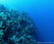 Enjoy this home-made video production capturing a magnificent wall dive on the East End of Grand Cayman on May 29, 2011.All the coral covering these walls is ALIVE! Coral is a living organism and is a critical part of the marine environment.PADI&#39;s