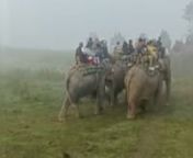 Kaziranga National Park hosts two-thirds of the world&#39;s great one-horned rhinoceroses, is a World Heritage Site. According to the census held in March 2018the rhino population in Kaziranga National Park is 2,413. Kaziranga is also home to the highest density of Royal Bengal Tigers among protected areas in the world and is a Tiger Reserve in 2006. The park is home to large breeding populations of elephants, wild water buffalo, and swamp deer. Kaziranga is recognized as an Important Bird Area by