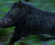 A difficult-to-sight, elusive &amp; aggressive wildboar terrorizes people in a thick jungle.nnDespite being one of Kannada cinema&#39;s rare forays into CGI, the demands were as stiff as any: to create a CGI wildboar believable enough to make the viewer&#39;s heart pound with anticipation. nnShot on-the-fly in testing conditions near Bengaluru, animated out here in Hyderabad and composited by Indian Artists in Chennai, our boar performed with enough wildness, menace, meat &amp; fur(!) to arrive with a b