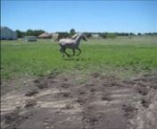 HC Maysa El Sahib (Sahib (Salaa El Dine x NK Soraya) x HC Maysa Dance) at 23 months, taken in muddy ground because we have had rain every day for 2 weeks and for several other full weeks in the Spring.This is raw footage.