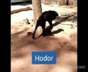 Hodor. Perrito en adopción en Protectora Redención Soria