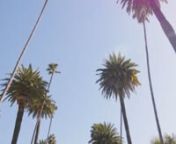Looking up at Palm Trees.mov from mov up