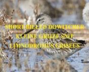 The short-billed dowitcher (Limnodromus griseus), like its congener the long-billed dowitcher, is a medium-sized, stocky, long-billed shorebird in the family Scolopacidae. The genus name Limnodromus is Ancient Greek from limne,