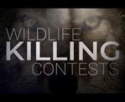 Wildlife Killing Contests are competitions where the goal is to kill as many predator species as possible, within a set time frame, in order to win money and prizes. Wolves, pumas, bobcats, foxes, and coyotes are the most targeted animals, with cash pay-outs for heaviest and most killed. Rapidly growing in popularity, a single contest can result in approximately over 1000 animal deaths, in one small region, in a single night. With no fair chase principals applied, most animals are lured by distr