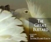Saving Planet Earth - The Great Bustard mating ritual supported by a fun soundtrack. nnThe Great Bustard Sequence. A soundtrack to support on screen action closely and add a fun atmosphere was composed.nnAll visuals from &#39;Saving Planet Earth, South&#39; produced by Carnyx Films © 2007 Carnyx Films MMVI www.carnyx.tv Music by Nick Truch © IchoMusic Ltd 2009.