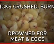 Chicks in the egg and meat industries experience misery and pain. A PETA India and Anonymous for Animal Rights exposé uncovers routine abuse and horrific killing methods.