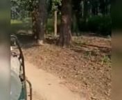 Kanha National Park is the most visited National Park in India and it is located in Madhya Pradesh. This is very famous place to see tiger sightings and it&#39;s a heaven for wildlife lovers. In this video see majestic Royal Bengal Tiger in Kanha National Park while Kanha safari. Explore this wonderful forest with Nature&#39;s Sprout. We also offer luxury resort in Kanha. Book Now!nnBook your Kanha Package with us: https://naturessprout.com/nCall Us : 9766983240nSend your enquiry : enquiry.ns.new@gmail.