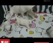 OMG ❤️SO CUTE �PUPPY �WITH MOTHER PUPPY PLAYING MORNINGDOG AND CAT FUNNY VIDEO 2021CUTEPETSnDOG BARKING VIDEO// dog playing, dog playing free fire, dog playing video, dog playing video games, dog playing with ghost, dog playing cricket, dog playing ball, dog playing piano, dog playing game, dog playing volleyballndog barking, dog sound, dog videos, dog song, dog voice, dogri song, dog cartoon, dog drawing, dog dogcat videos, cat sound, cat cartoon, kartun, cat dance, cat funny videos, ca