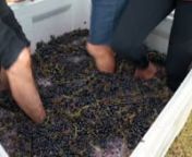 Many people think foot stomping is just a touristy sideshow, but it does actually help make great wine. It is an essential part of the process to make our
