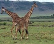 These giraffes are fighting but it looks so silly!nVideo by Nature Picture Library