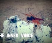 &#39;The Inner Voice Is Out There&#39; / Missing Life, As It Should Ben~ A Very Short Film n&#124;&#124; 1 minute &amp; 29 seconds &#124;&#124; nnnAnd Few Lines Of Thought By Niloy RoynnAs the evening melts into another unboxed dark night,nThe fire within simmers in silence,nAs if the sound of inner voice is nowhere else butnOut there in the beautiful you, absorbed by my skin.nThe flying dewdrops get transformed into meteoritesnAnd the mind sways through the wonder in stillness,nTill you spread your wings through the dust