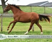 Onassis MDH- 2019 Dutch Warmblood Filly by Royal Prinz (For Sale) from mdh