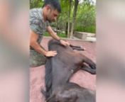 Meet the RARE and ROYAL collection of MS Dhoni’s pet at his SEVEN-ACRE farmhouse in Ranchi. The former Indian cricketer and his family have been spending quality time together at their massive farmhouse in the outskirts of his hometown. Recently, the former Indian cricket team captain bought daughter Ziva a stunning white pony. In another clip, he exhibits his ace fitness while racing with Shetland pony at his Ranchi farmhouse. He also can be seen pampering his black horse. MSD added a black s
