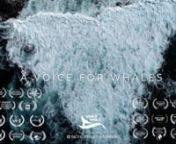 In 2018, Pacific Whale Foundation’s founder Greg Kaufman passed away after a hard-fought battle with cancer. &#39;A Voice for Whales&#39; was created to tell the story of his fight to save humpback whales from extinction by educating the public, from a scientific perspective, about whales and their ocean habitat.nnA film created over the course of two years by Greg&#39;s wife, PWF team member, and acclaimed photojournalist Selket Kaufman, the 20-minute piece tells a story of hope and of “standing up for