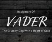A short slideshow to memorialize our dog Vader. (12/14/2014 - 10/10/2021)nnThis was a tough video to make. Vader was a one-of-a-kind dog. He developed Hemangiosarcoma (cancer of the blood vessels). nnIt first manifested in his spleen and showed outward symptoms on October 1st (a Friday). A tumor had ruptured on his spleen, he had lost 1.5L of blood and was continuing to bleed internally. At the time we did not know it was cancer and it wasn’t obvious. He had an emergency splenectomy (which inc