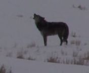 Big Blaze is a Gray Wolf who lived in Yellowstone Park and is a member of the Blacktail Wolf Family. During wolf mating season in February of 2012 I have seen him howling to the female wolves and he has since