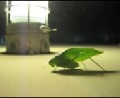 Meet Fred the Leaf Bug. Fred says hello. Watch Fred lick his feet. Fred takes very, VERY good care of his hygiene. So should you.nnMusic from Jazz Mass at St. Paul&#39;s Episcopal Church in Carroll Gardensnn(Thanks, Amelia!)