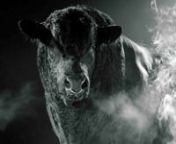 &#39;Smoking Bull&#39; was an idea and concept created by me to raise the profile of the world renowned Aberdeen-Angus breed around the globe. nnI wanted to capture the power and presence of it&#39;s iconicimage by filming a series of black on black sequences in stunning close-up HD detail. nnTo enable this we created a Hollywood style film-set in a Scottish barn and brought in a special effects lighting andfilm crews.nnBy black draping the entire area and incorporating dry ice and smoke with gel filter