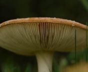 This short video clip shows some of the Amanita Muscaria mushrooms in front of our home. In the Netherlands (where I live) these mushrooms are called Vliegenzwam and are linked to gnomes (