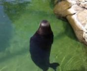 Recorded at Waikiki Aquarium. This seal just started spinning around and around. For how long, I don&#39;t know since I left but for sure, it was didn&#39;t stop at the end of this video!