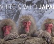 Watch Japanese Macaques as they enjoy the steaming hot spring baths and play in deep snow. It is filmed in the Jigokudani Monkey Park (Jigokudani Yaen Kōen) near Nagano. After our visit here, we fly to Hokkaido. There we photograph Japanes cranes as they perform their gracefull dances, eagles floating on the pack-ice and whooper swans on a frozen lake with a magical backdrop of white tipped mountains and steamy hotsprings. nnJoin wildlife &amp; nature photographer Marsel van Oosten on a Squiver