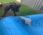 This adorable Great Dane and ferret had a great time playing together. The dog pursued the ferret as they tried to hide beneath objects in the backyard.