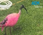 Bizarre pink ibis sightings around Townsville left locals bewildered, with the discovery that the birds had temporarily turned pink after frolicking in water tinted with colors drained from a school rain tank.