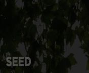 THE SEED &#124; Inspirational Short Film&#60;br/&#62;“Once the seed of faith takes root, it cannot be blown away, even by the strongest wind – Now that’s a blessing.”