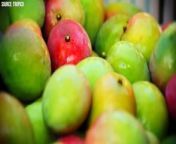 Farmers Produce Millions Of Tons Of Mangoes from vietnam map in the world