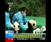 Ten giant panda cubs made their public debut at a breeding center in Chengdu, northwestern China on Friday, Chinese state media CCTV reported.