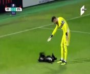 A stray dog ran onto the pitch during a National Football League match in Gori, Georgia on Sunday, delighting spectators.