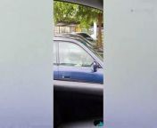 Pug Honks Car Horn When Owner Doesn&#39;t Return
