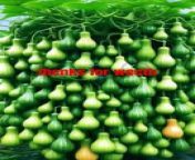 The best way to grow winter melon for your consideration. #meijinggarden #fruit #gardening #shorts