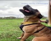A campaign to help find a home for eight-year-old Mason, a German Shepherd cross in Shropshire&#39;s Hilbrae Rescue Kennels has gone international.&#60;br/&#62;Mason, who has been dubbed &#39;Britain&#39;s most unwanted dog&#39;, was rescued in 2019, and has now spent over half his life in kennels.&#60;br/&#62;Since Hilbrae has received calls from as far away as Sweden.&#60;br/&#62;Mason has been described by the kennel&#39;s staff as a &#92;