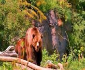 BEAR 4k HDR 60fps Video WITH RELEXING MUSIC/ BEAUTIFUL ANIMALS HDR VIDEO&#60;br/&#62;&#60;br/&#62;#bear