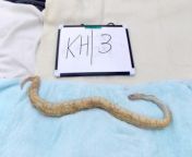 RSPCA Cymru is appealing for information after 27 snakes - which ranged from one foot to 17 foot in length - along with four dead chickens were found in Pembrokeshire.&#60;br/&#62;&#60;br/&#62;It is unknown if some of the snakes had been alive when abandoned - but when they were examined shortly after being found they were all sadly found to be dead. The chickens were also found to be dead. &#60;br/&#62;&#60;br/&#62;The RSPCA were contacted on Friday (8 March) after the animals were found at Green Lane, Waterston - which lies in between Neyland and Milford Haven. They were found in boxes, bin bags and some snakes were found in a pillow case. &#60;br/&#62;&#60;br/&#62;To help the RSPCA with its enquiries, anyone with first-hand information can contact the RSPCA Inspectorate Appeal line on 0300 123 8018, and callers can quote log number 01233065.