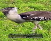 Facts About Kori Bustard from ato love kori to tomay