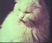 1967 Puss N Boots cat food TV commercial.&#60;br/&#62;&#60;br/&#62;PLEASE click on the FOLLOW button - THANK YOU!&#60;br/&#62;&#60;br/&#62;You might enjoy my still photo gallery, which is made up of POP CULTURE images, that I personally created. I receive a token amount of money per 5 second viewing of an individual large photo - Thank you.&#60;br/&#62;Please check it out athttps://www.clickasnap.com/profile/TVToyMemories