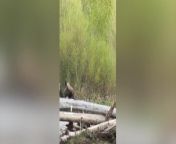 A wildlife guide captured the amazing moment a protective mother bison chased a grizzly bear who got too close to her young. Guide Bo Weldon, 32, from Jackson Hole, Wyoming, filmed the encounter in Northern Yellowstone on May 29, 2023, before later sharing it on social media. Bo, who works with Jackson Hole Ecotour Adventures, heard a young bison had passed away close to a nearby river, and knowing that the likes of wolves would then appear, he decided to head to the location on one of his day trips. At the spot, though, around 45 minutes before sundown, a grizzly bear appeared out of a sage bush and began sniffing around a nearby herd of bison, looking to pick off one of the young. But the bear got a little too close for the mother bison&#39;s liking, Bo said, and soon the grizzly was being chased away by the charging bison. The guide managed to capture the amazing chase on video, which he later shared on his social media channels where it went viral.