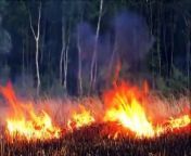 The combination of fire and extreme weather could accelerate tree mortality in the Amazon, a study has suggested.&#60;br/&#62;