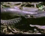 Terrorist animals eat - Amazon python swallowing alligator