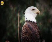 #eagles #eagleattacks #eaglescreech &#60;br/&#62;&#60;br/&#62;Eagle के 10 सबसे बड़े हमले &#124; Top 10 Eagles Hunts &#124;&#60;br/&#62;&#60;br/&#62;&#60;br/&#62;#facts &#60;br/&#62;#wildlife&#60;br/&#62;#entertainment&#60;br/&#62;#eagleeye&#60;br/&#62;#eaglelife&#60;br/&#62;&#60;br/&#62;&#60;br/&#62;&#60;br/&#62;Copyright Disclaimer Under Section 107 of the Copyright Act 1976, allowance is made for &#92;