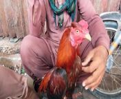 Lalukhet birds Market latest update of Aseel hen and rooster chicks price from java book pdf download for beginners