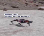 Robot dog going to the #Moon?&#60;br/&#62;This could be among the next steps of space research, with canine robots exploring other planets!@OregonStateUniv&#60;br/&#62;#science #robot #galaxy &#60;br/&#62; &#60;br/&#62;: Reuters