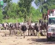 How Farmers Raise and Process 1.1M Ostriches _ Processing Factory from tn process mexico