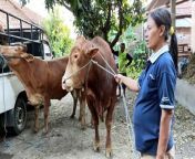 How to breed cow in my village education for farm from breastfeeding village