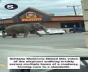 An escaped circus elephant brought traffic to a halt in Butte, Montana, as it barged through city streets on Tuesday, April 16.